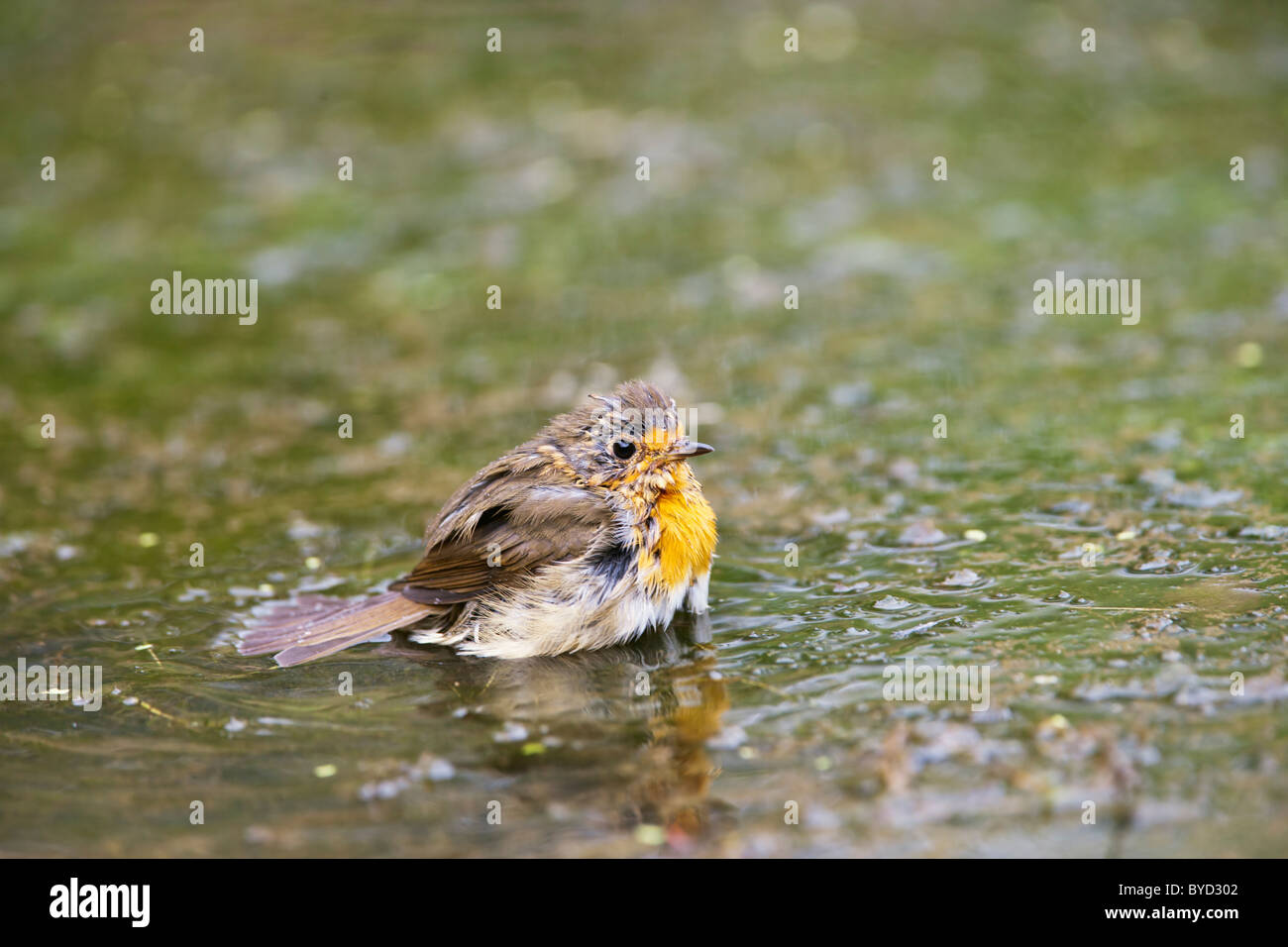 Robin ( Erithacus rubecula ) bathing in pond Stock Photo