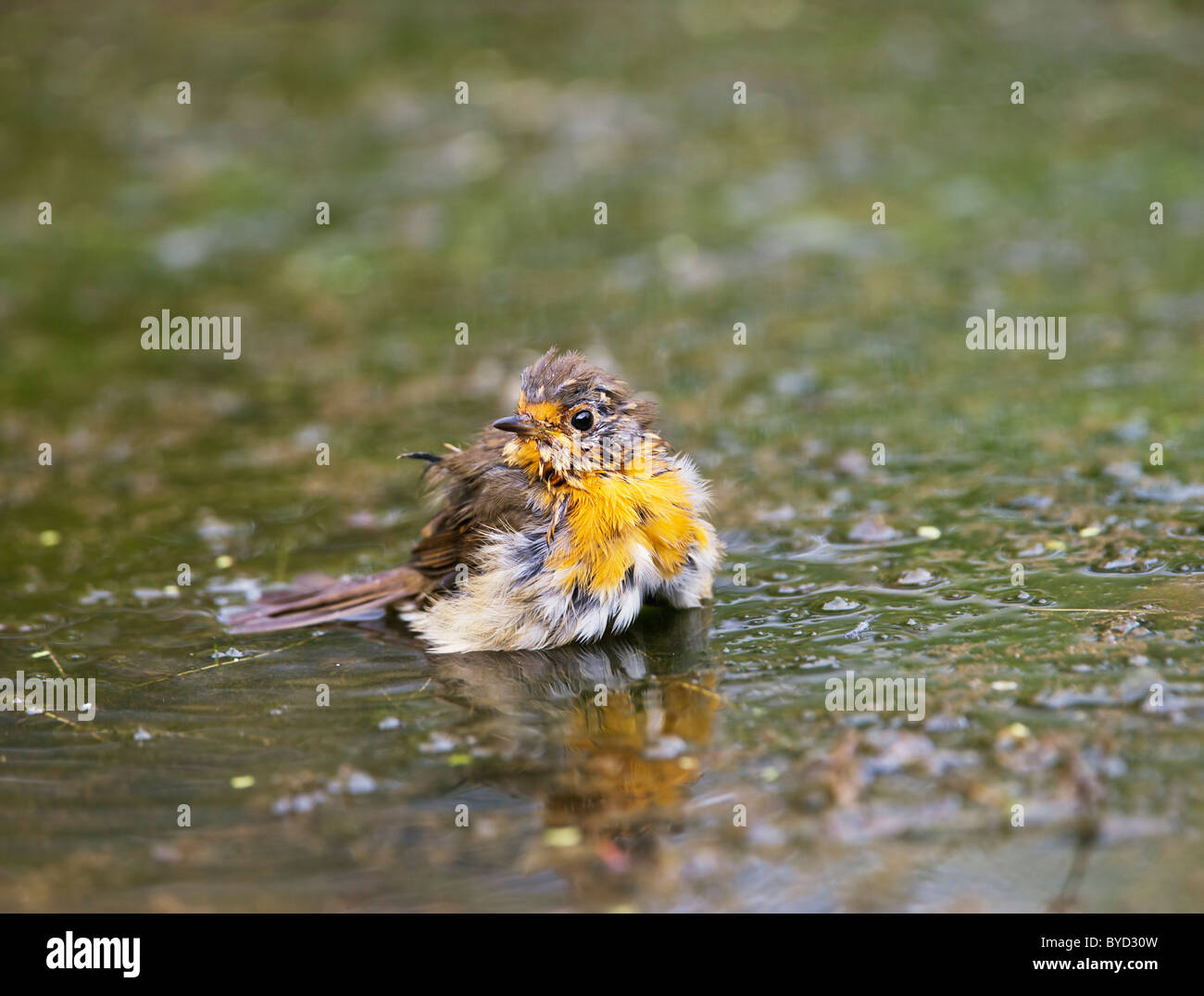 Robin ( Erithacus rubecula ) bathing in pond Stock Photo - Alamy