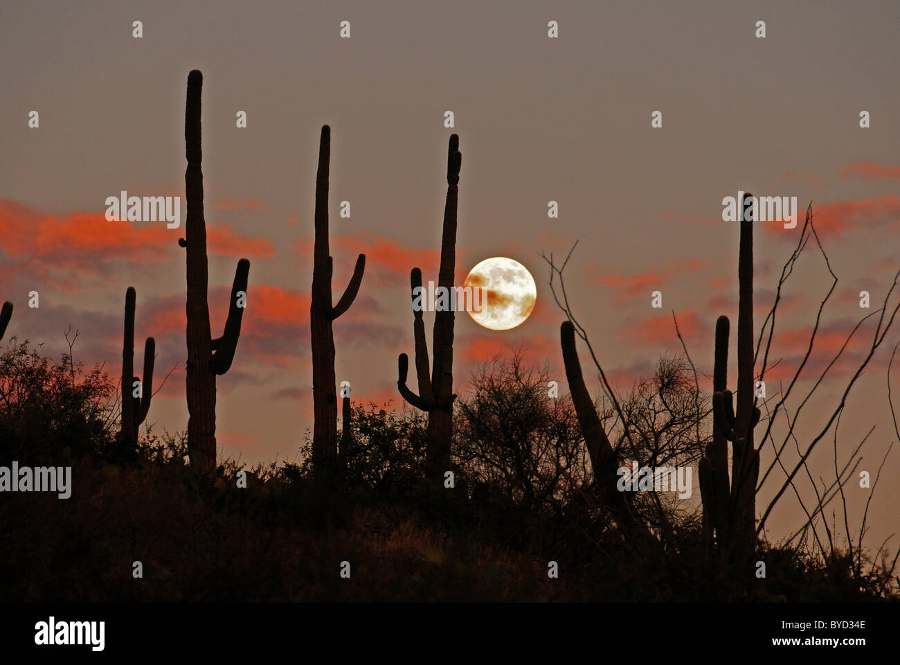 A full moon rises beyond saguaro cactus along Catalina Highway on Mount Lemmon, Tucson, Arizona, USA. Stock Photo