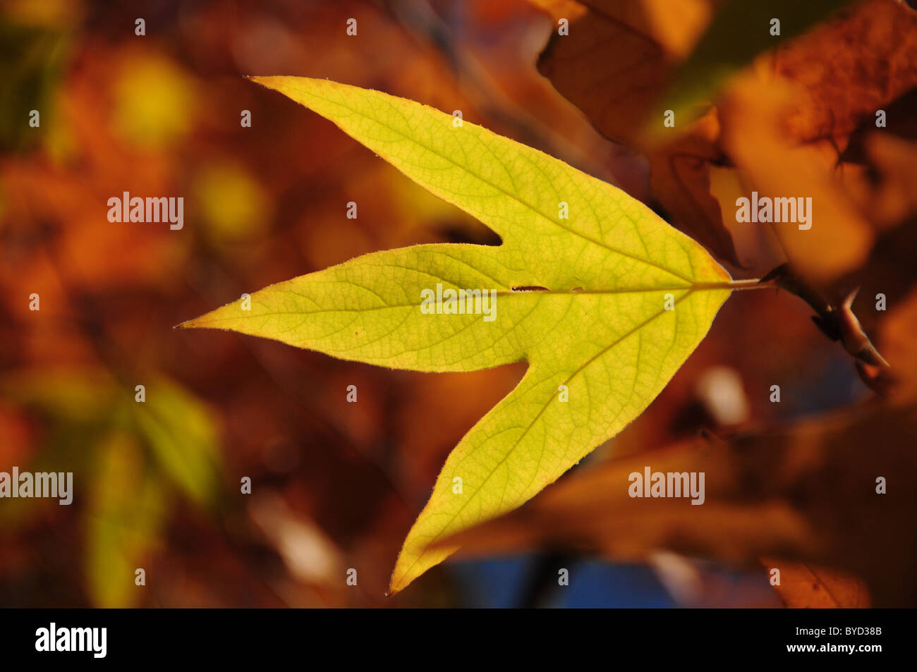 Leaves turn colors in the Fall in Gardner Canyon, Santa Rita Mountains