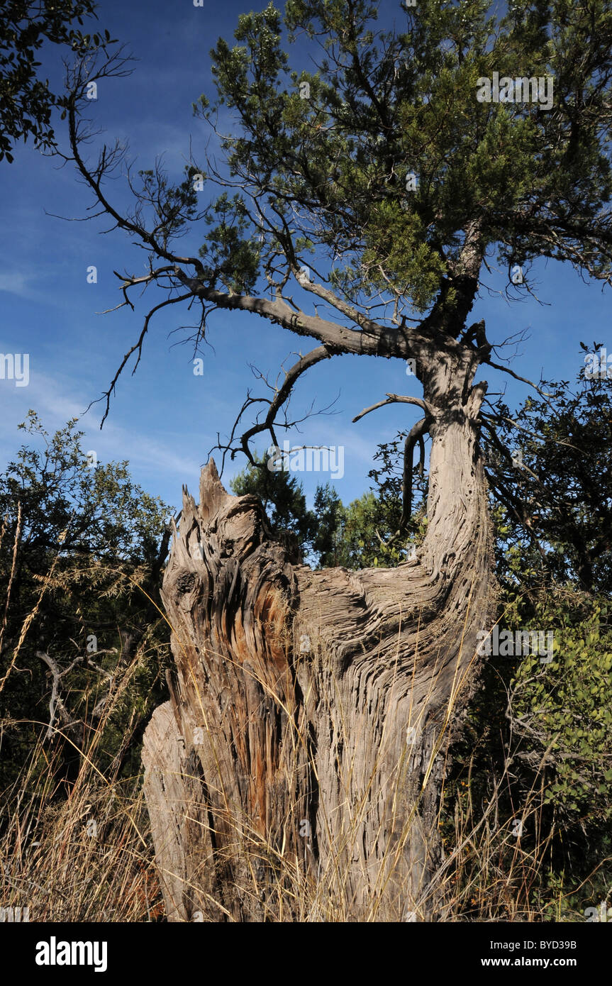 Santa Rita Tree An old tree stands in Gardner Canyon, Santa Rita Mountains, Coronado ...