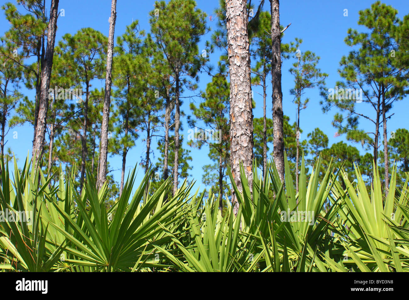 Pine Flatwoods - Florida Stock Photo