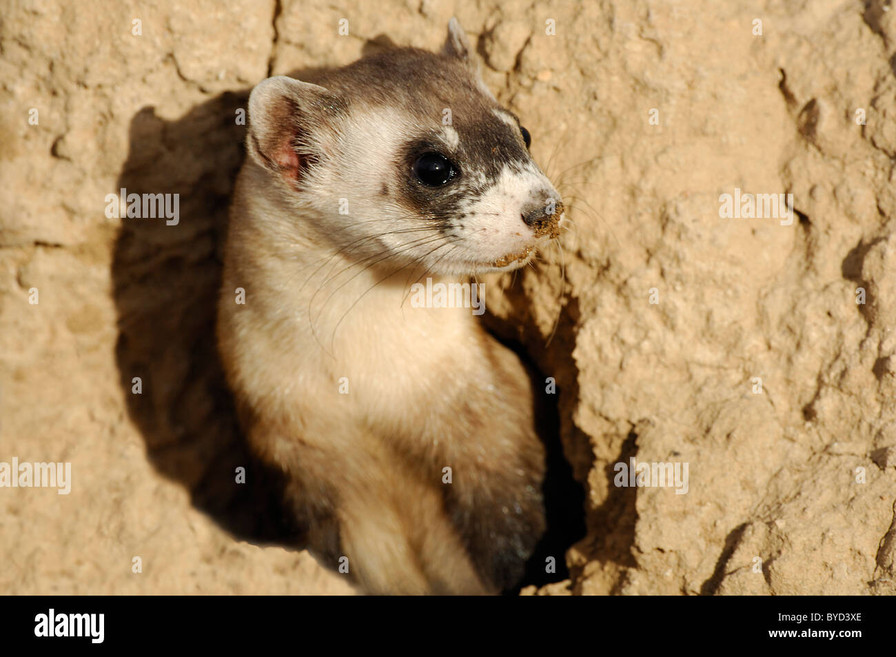 Stock photo of a wild black-footed ferret peering from his burrow.  The ferret was released as part of a reintroduction effort. Stock Photo
