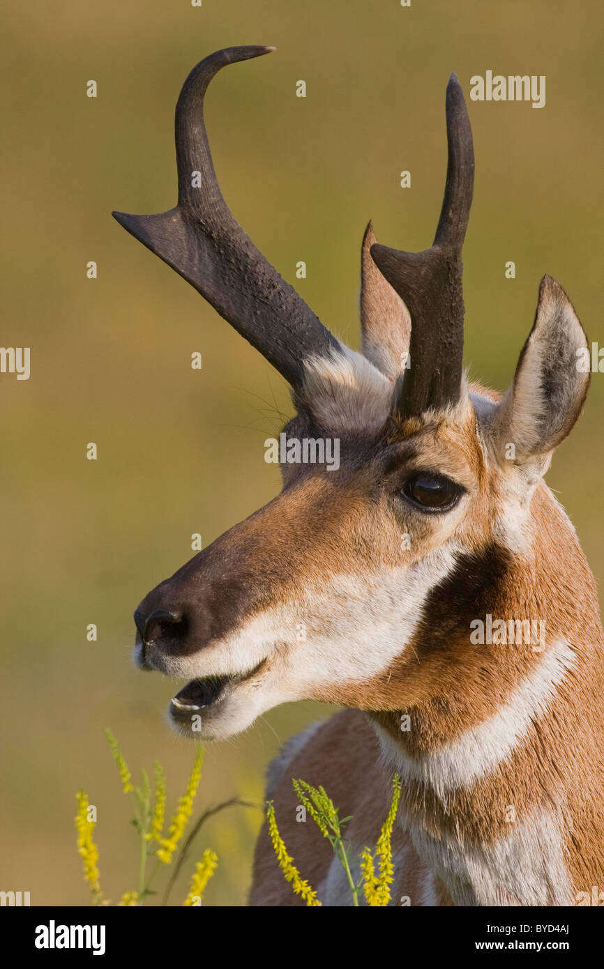 Pronghorn Buck (sometimes called antelope) Grazing on Summer Afternoon