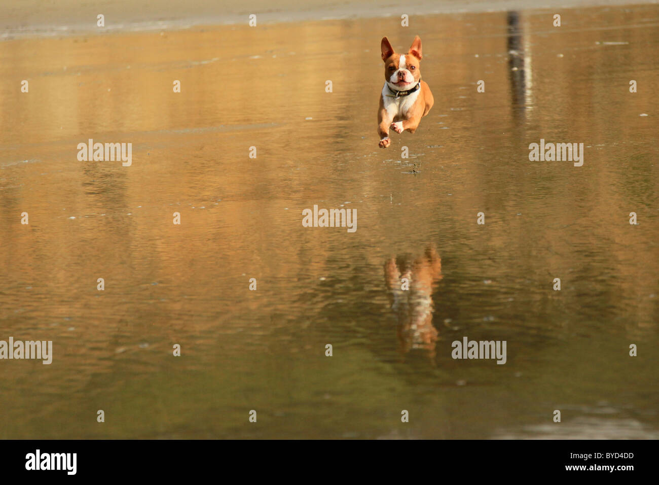 Red Brown Boston Terrier dog jumping with glee at beach over water with reflection below Stock Photo