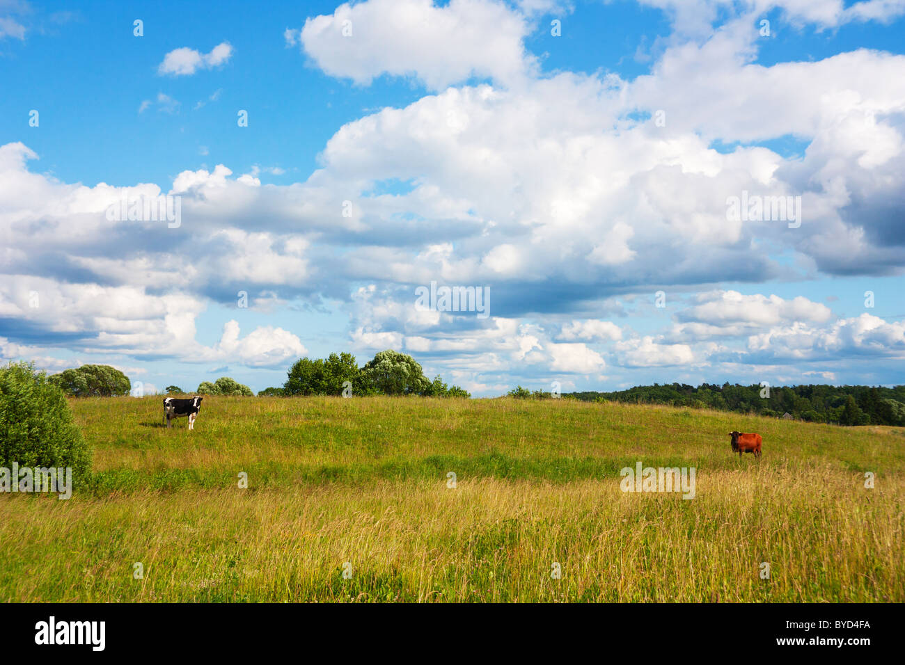 cows in the meadow, summer landscape Stock Photo