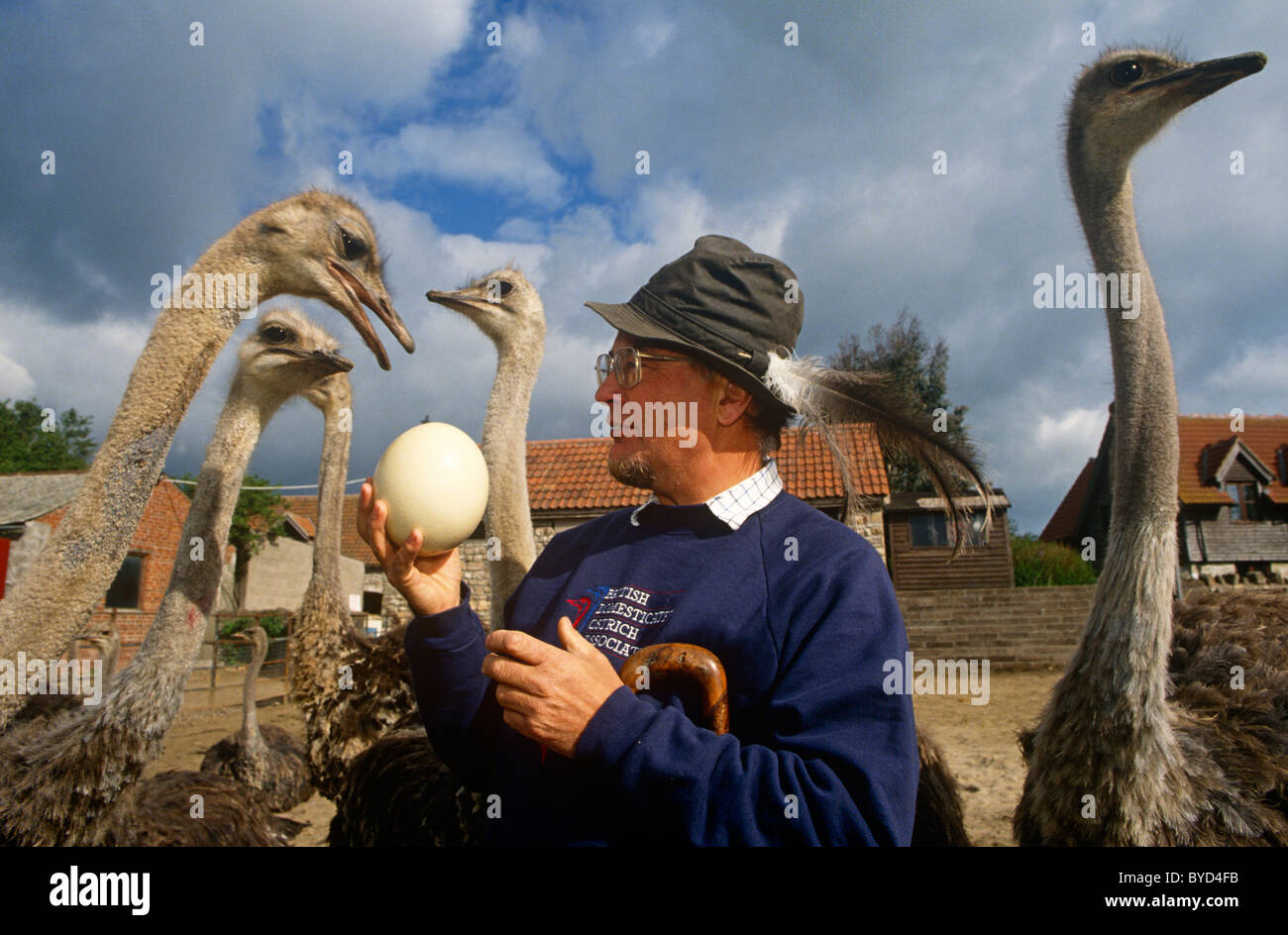 Ostrich farmer Robert Bailey with some of his self-reared birds and one of the giant eggs on his farm near Chepstow, Wales. Stock Photo