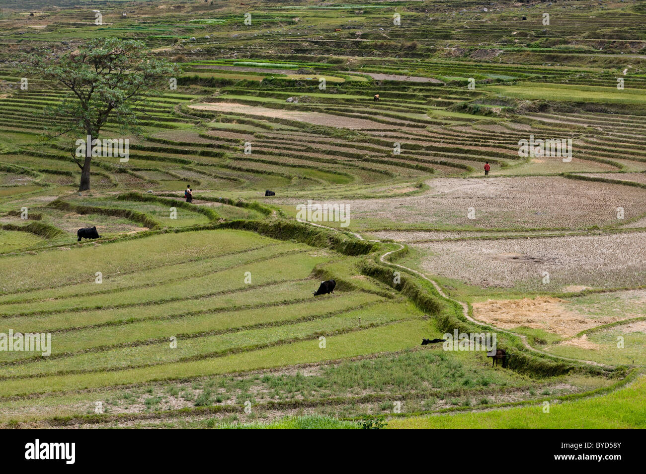 Paddy fields near Chimi Lhakhang temple or moanstery, Bhutan, Asia Stock Photo