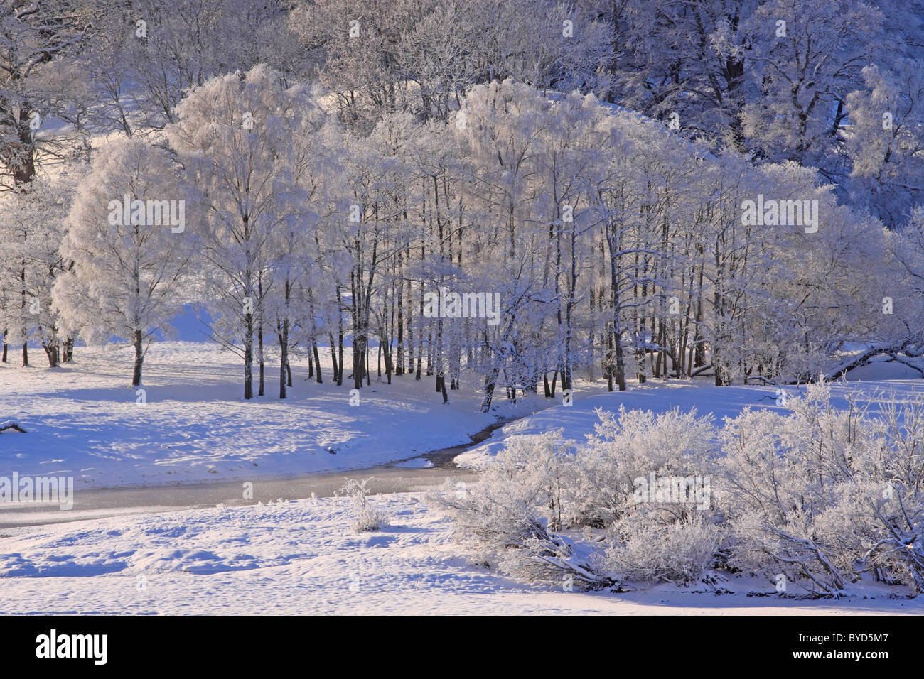 UK Scotland Tayside Perthshire The Tay valley and winter snow and frosted trees Stock Photo