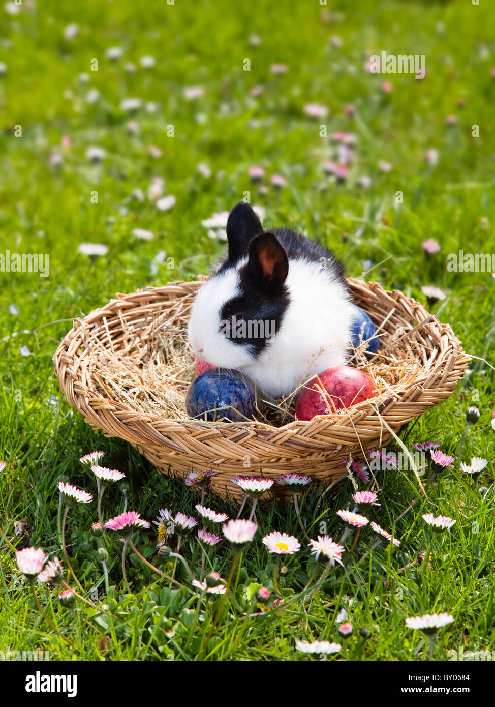 Young Rabbit (Oryctolagus cuniculus forma domestica) in an Easter basket on a flowery meadow Stock Photo