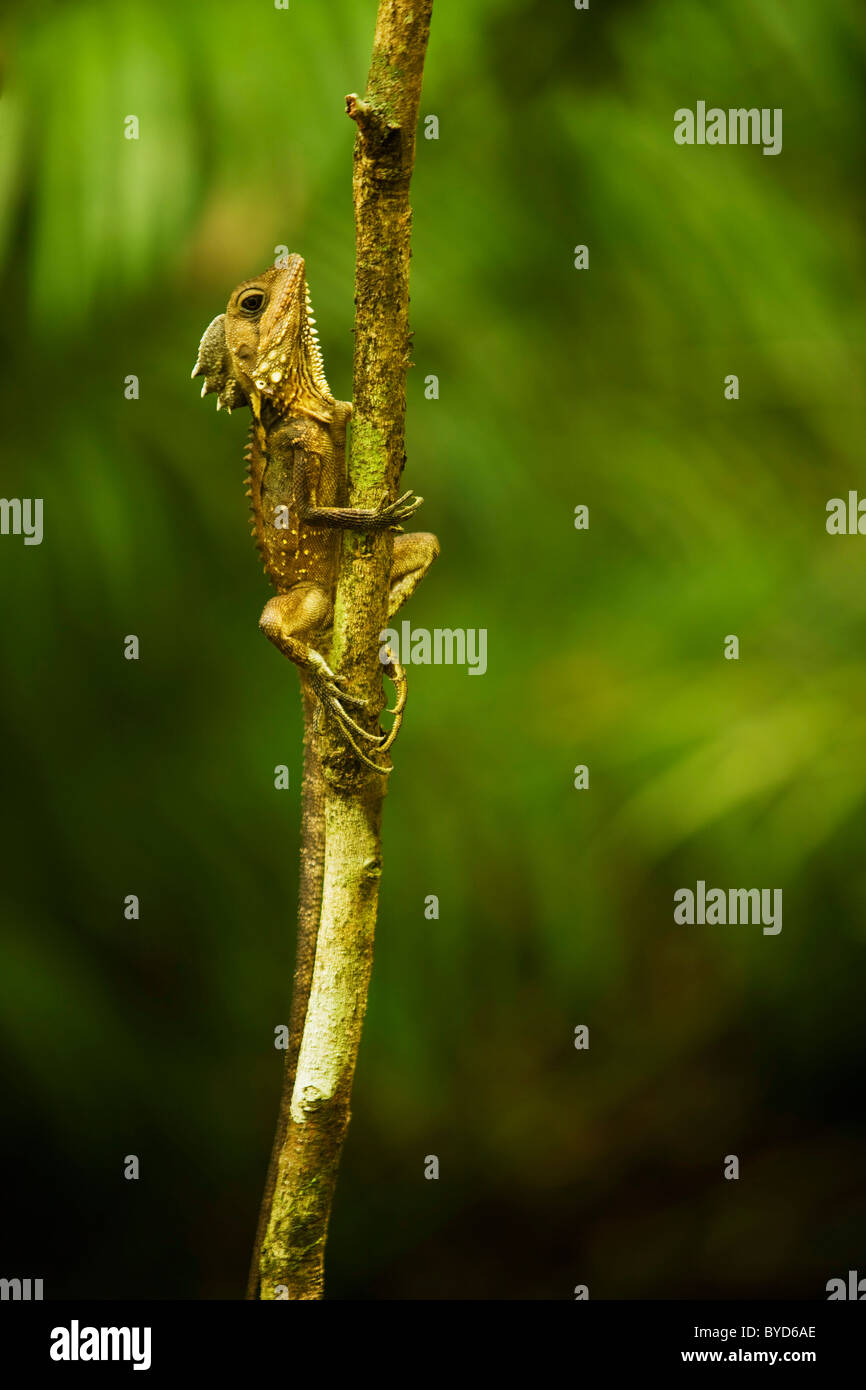 Agama (Agamidae), Daintree National Park, Queensland, Australia Stock Photo