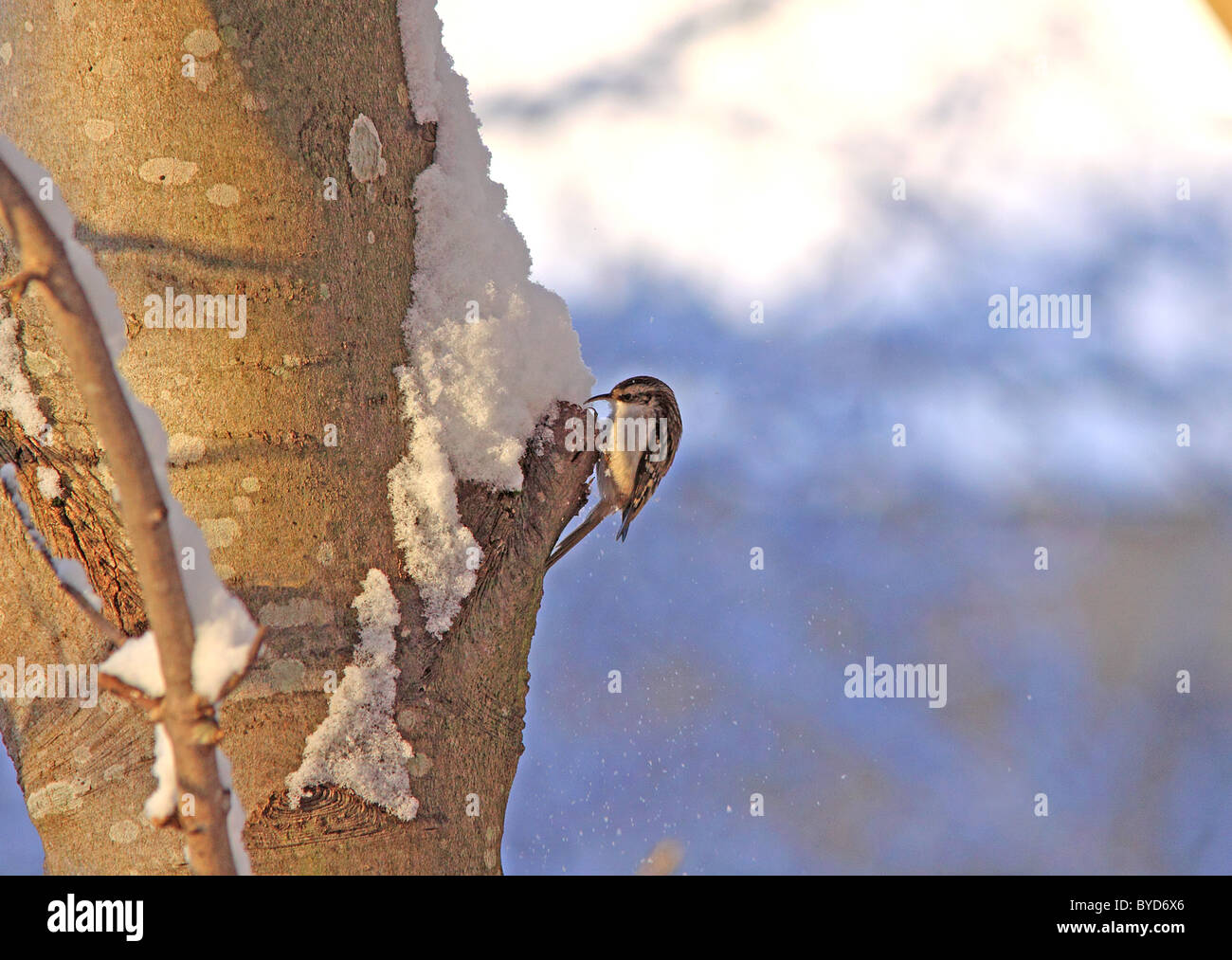 Tree Creeper in snow on tree Stock Photo