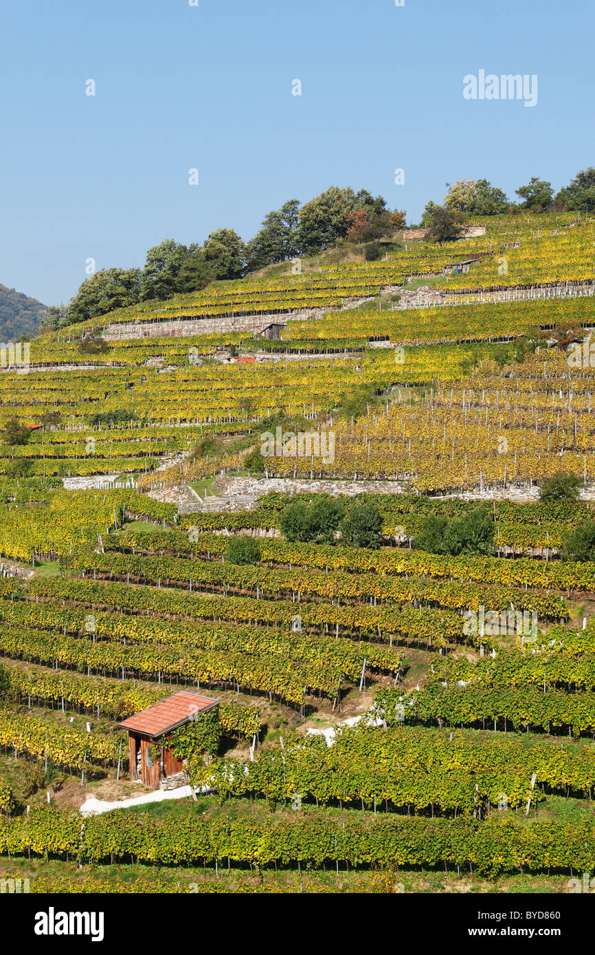 Vineyard, Viessling, Spitzer Graben valley, Wachau valley, Waldviertel region, Lower Austria, Austria, Europe Stock Photo