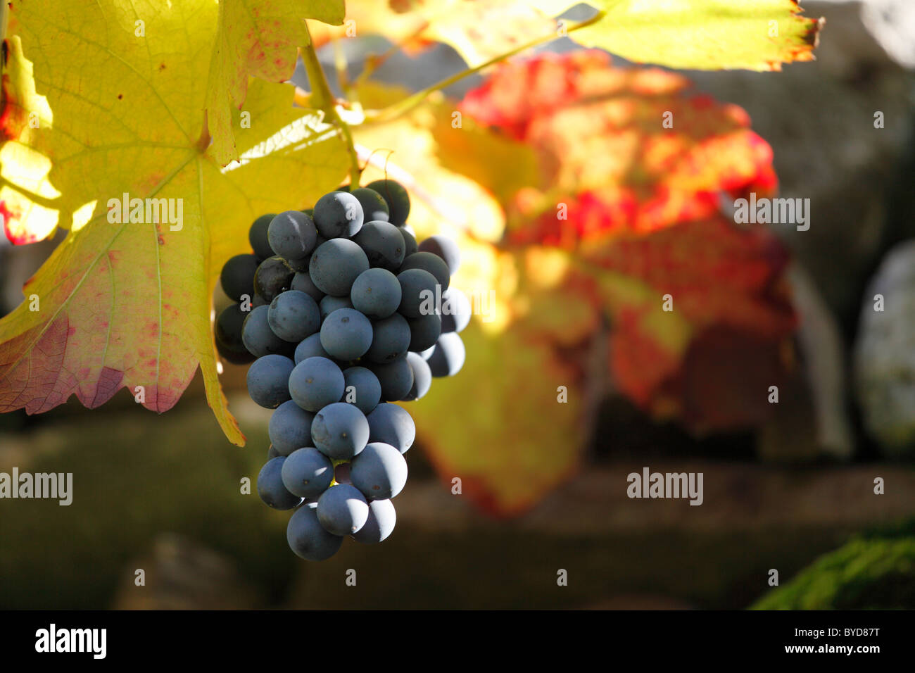 Red grapes on grapevine, Wachau valley, Waldviertel region, Lower Austria, Austria, Europe Stock Photo