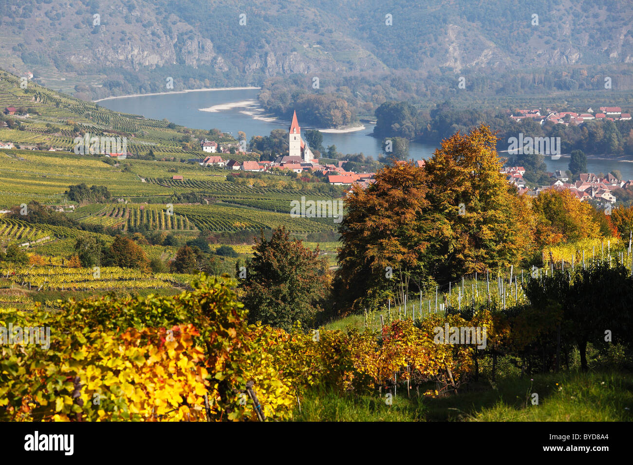 Vineyards, Weissenkirchen in the Wachau valley, Danube river, Waldviertel region, Lower Austria, Austria, Europe Stock Photo