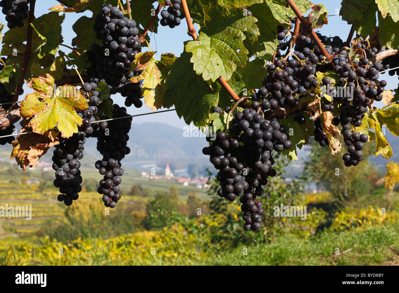 Red grapes on grapevine, Weissenkirchen in the Wachau valley, Waldviertel region, Lower Austria, Austria, Europe Stock Photo