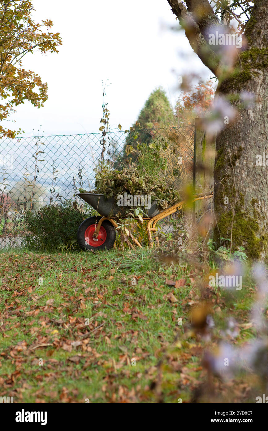 Wheelbarrow in a garden in autumn Stock Photo