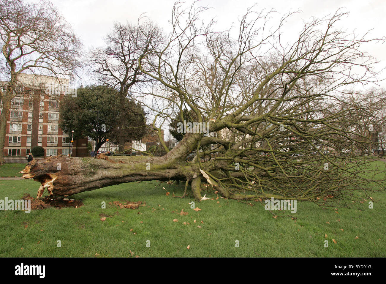 Strong winds blow down a tree in celebrity hotspot Primrose Hill just