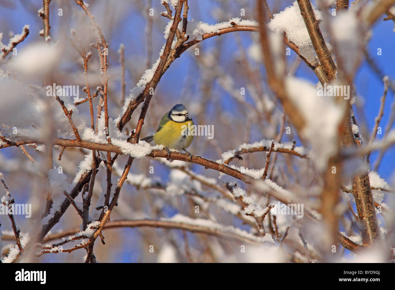 Blue Tit in winter on snow covered tree Stock Photo