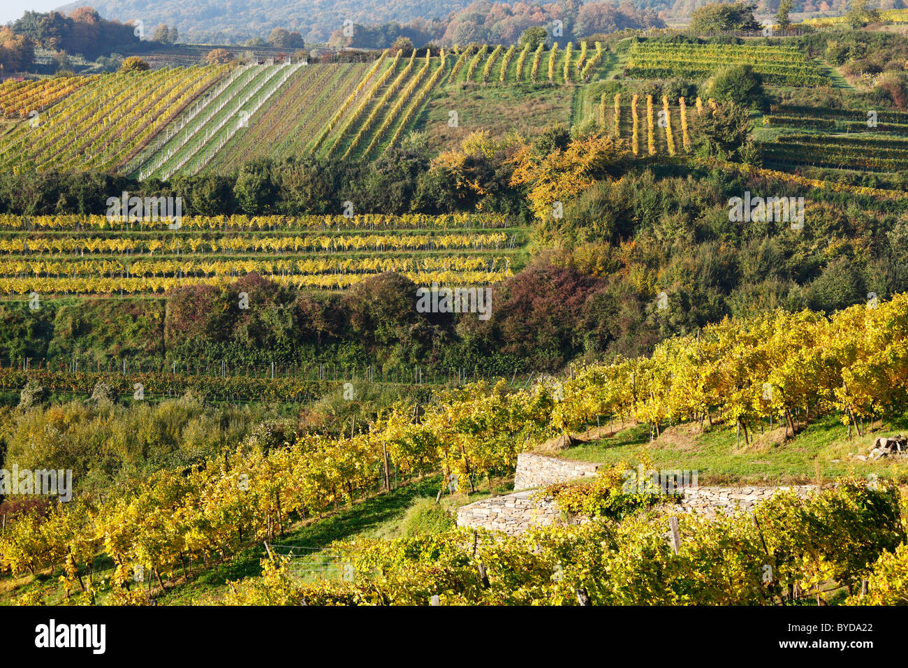 Vineyards, Weissenkirchen in the Wachau valley, Waldviertel region, Lower Austria, Austria, Europe Stock Photo