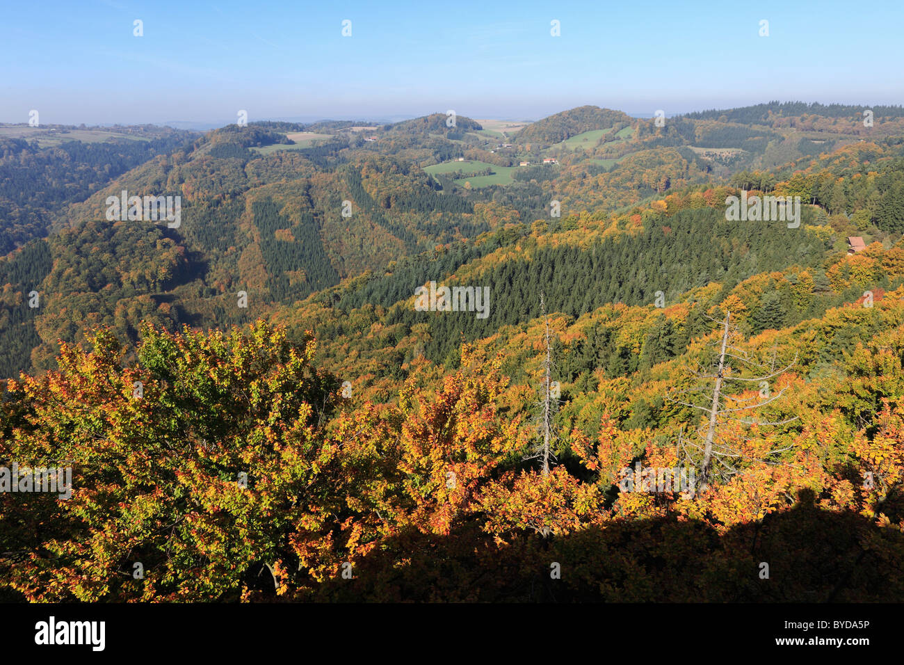 Forest in autumn, view from Gruberwarte look-out on the Buschandlwand mountain, Wachau valley, Waldviertel region, Lower Austria Stock Photo
