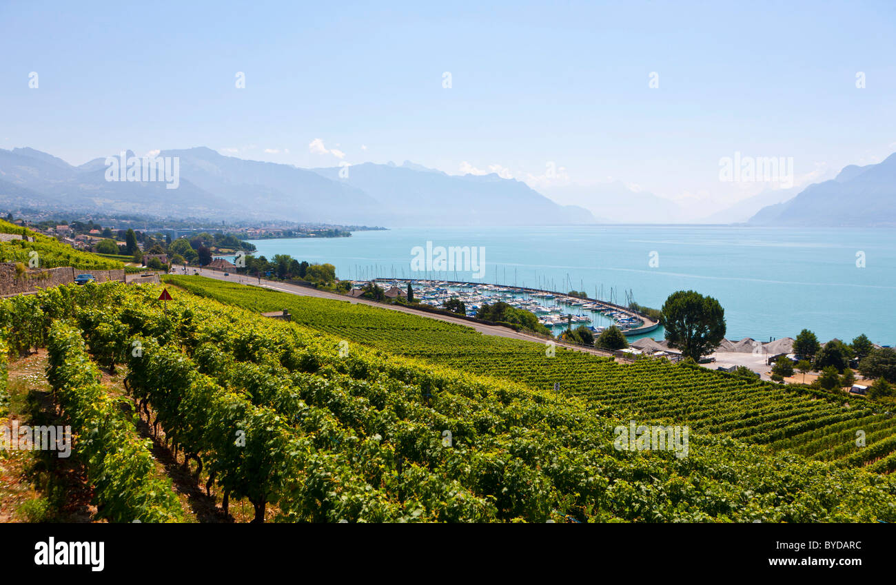 View across the vineyards to Vevey, Lake Geneva at back, Vevey, Canon