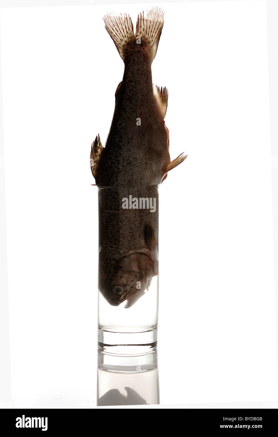 Trout in a glass Stock Photo Alamy