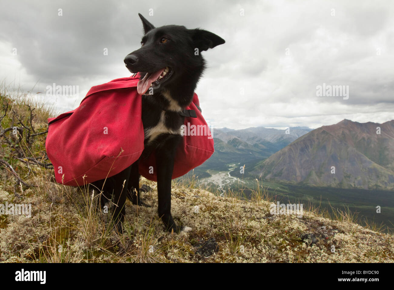 Pack dog, Alaskan Husky, sled dog, carrying a dog pack, backpack, Mackenzie Mountains behind, Wind River, Yukon Territory Stock Photo