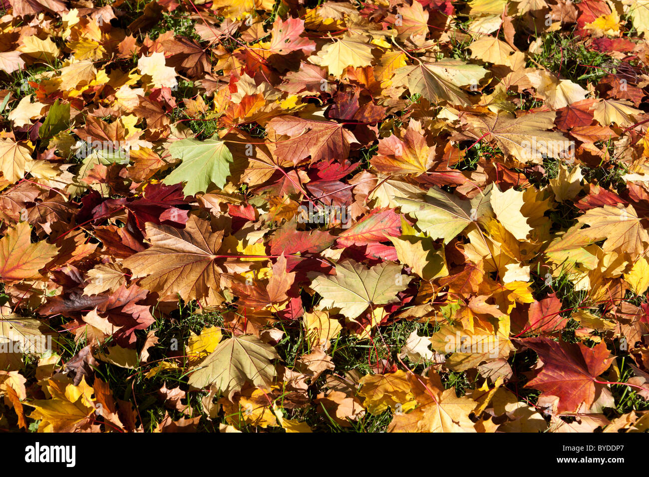 Colourful autumnal foliage Stock Photo