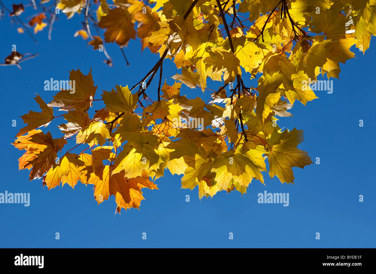 Maple leaves (Acer platanoides), autumnal foliage Stock Photo