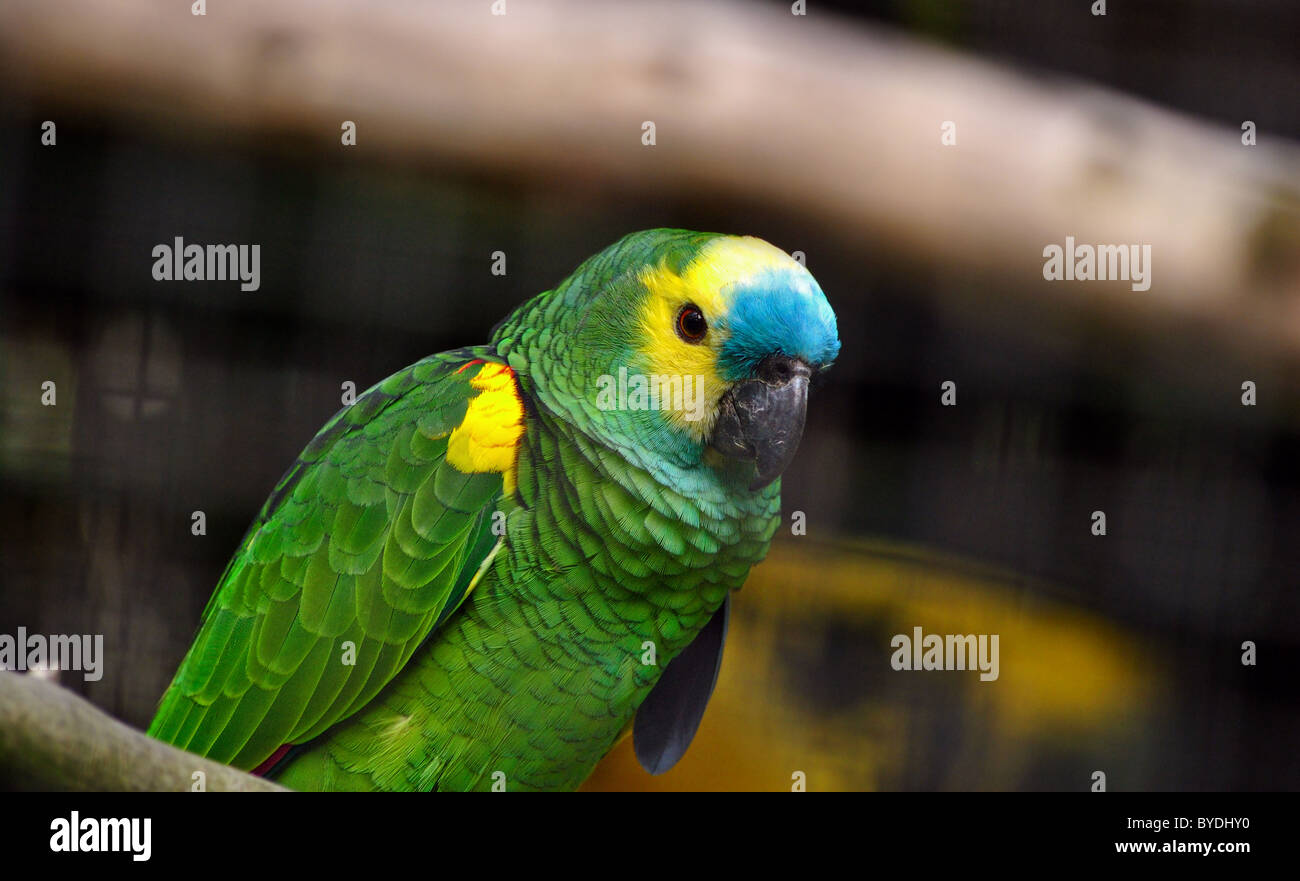 Bluefronted Amazon cheerfully posing Stock Photo Alamy