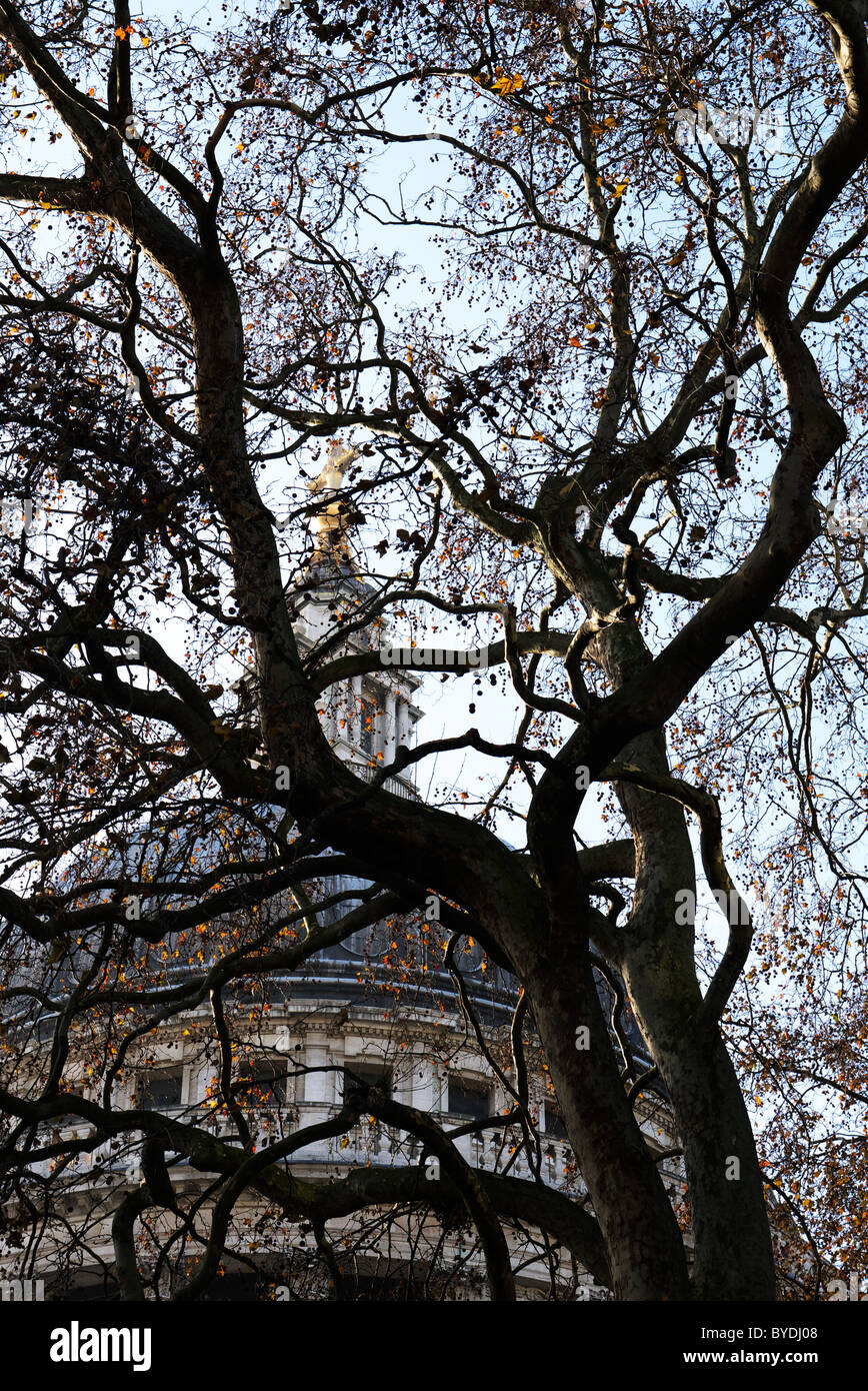 St Paul's cathedral through the trees Stock Photo - Alamy