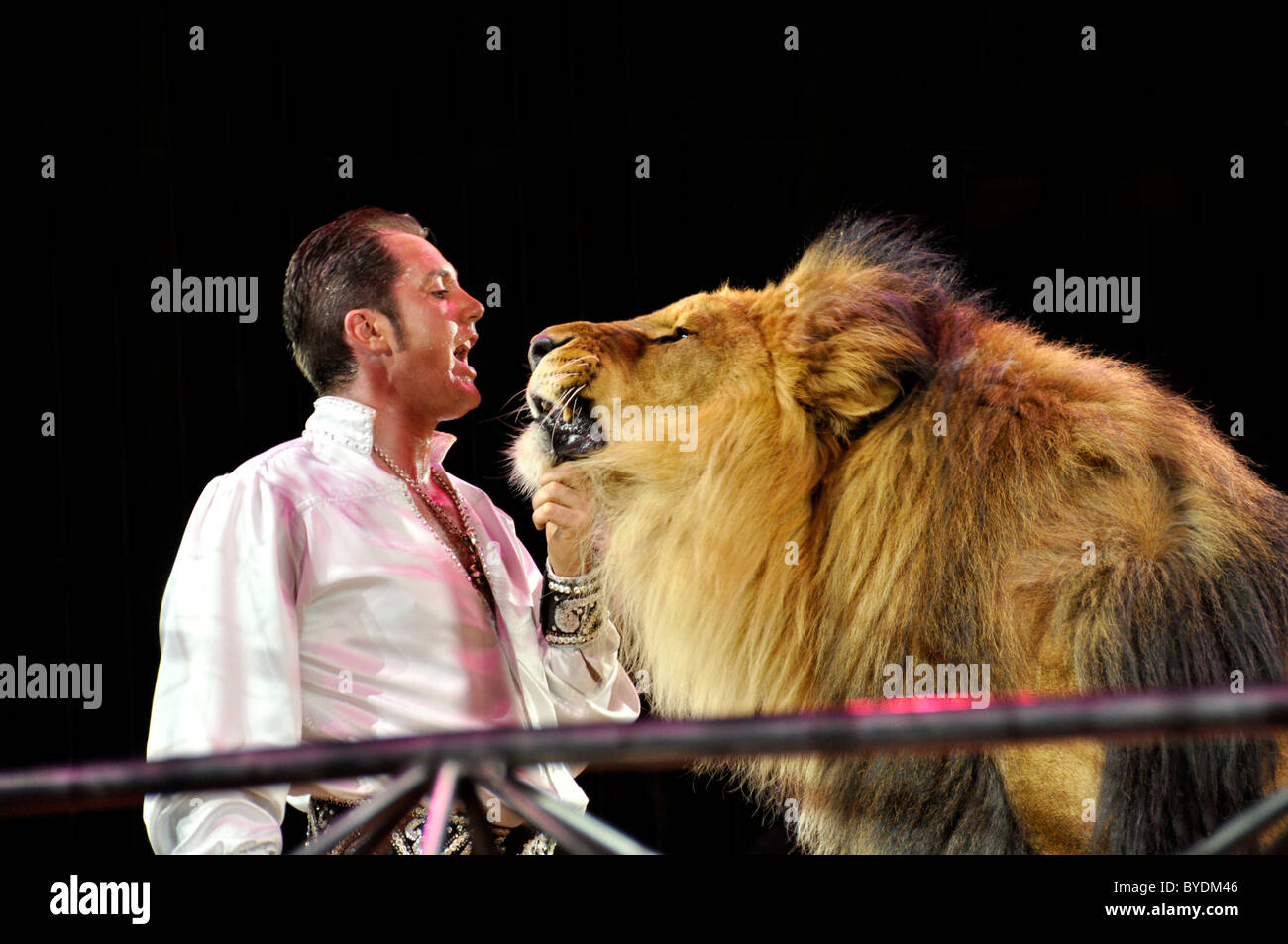 Lion-dressage, trainer Martin Lacey Jr. with the lion Kasanga, Circus Krone, Munich, Bavaria, Germany, Europe Stock Photo