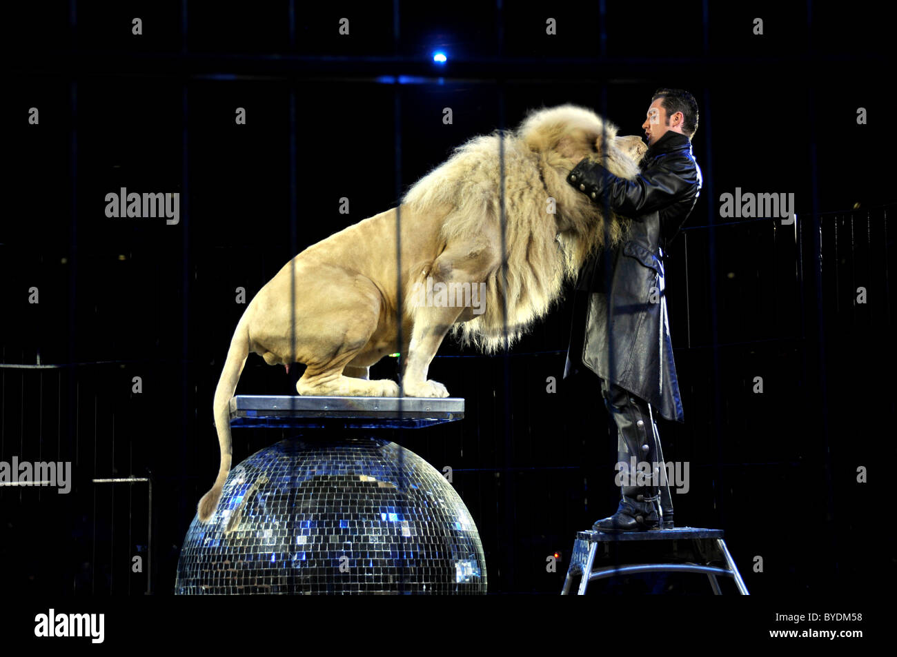 Lion-dressage, trainer Martin Lacey Jr. with the lion King Tonga, Circus Krone, Munich, Bavaria, Germany, Europe Stock Photo