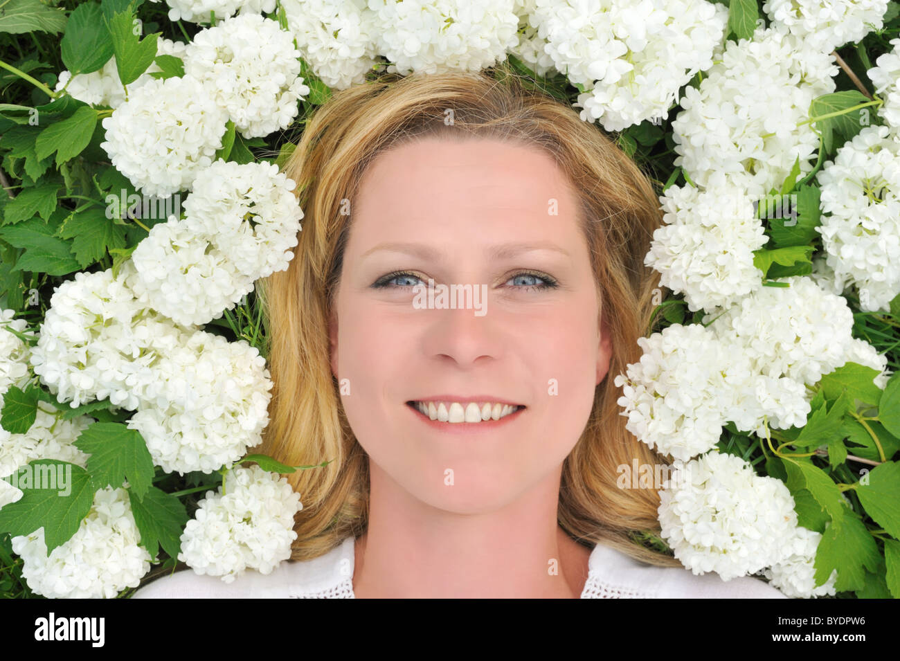 Young woman laying in flowers - snowballs Stock Photo