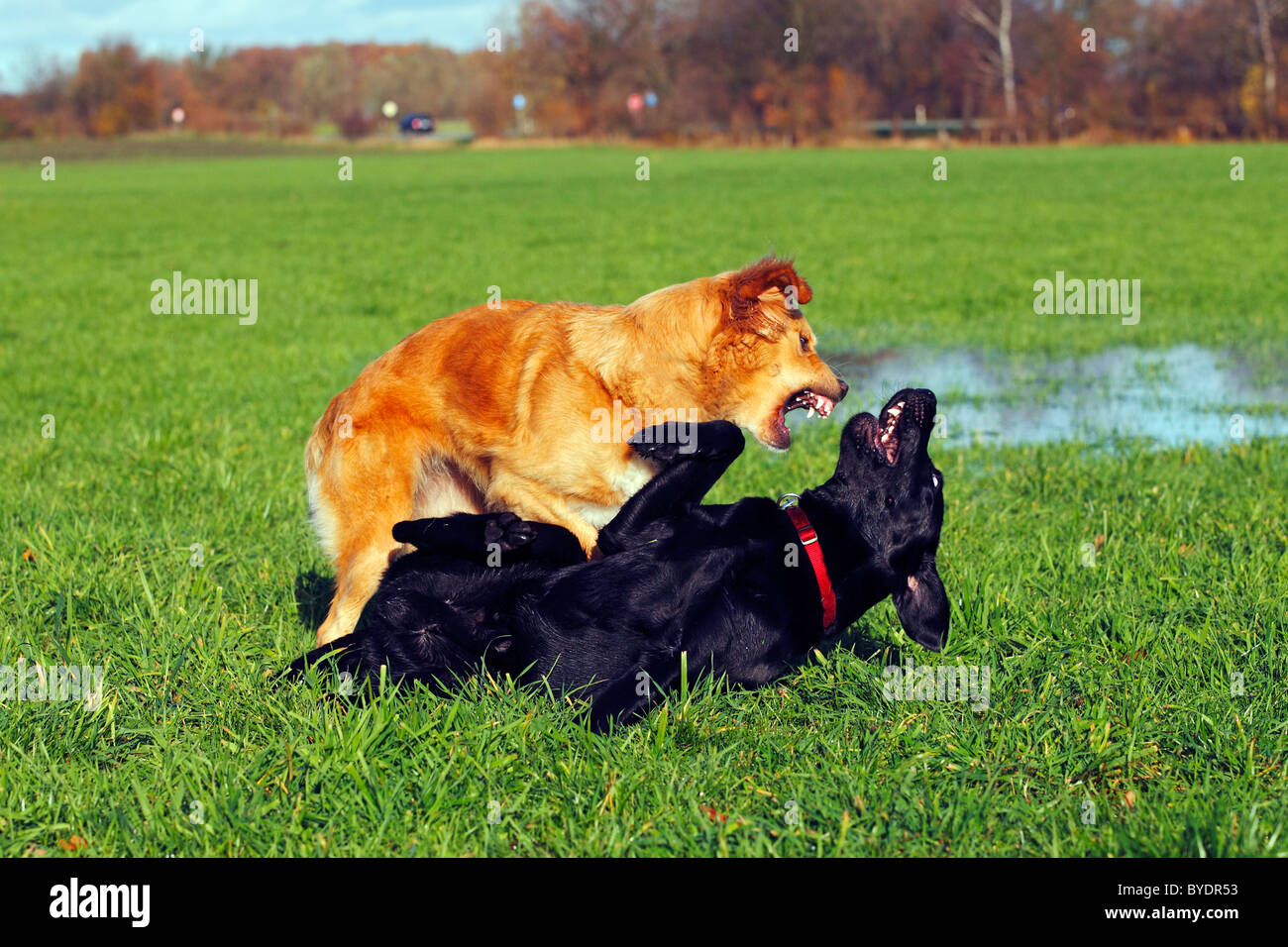 Male black Labrador Retriever dog (Canis lupus familiaris) playing with a female Retriever half-breed, domestic dogs Stock Photo