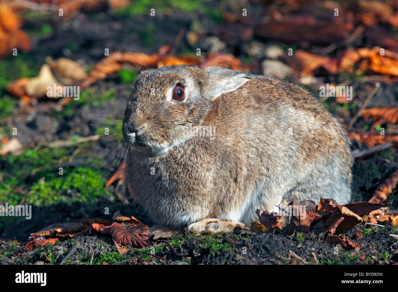 European Rabbit (Oryctolagus Cuniculus Stock Photo - Alamy