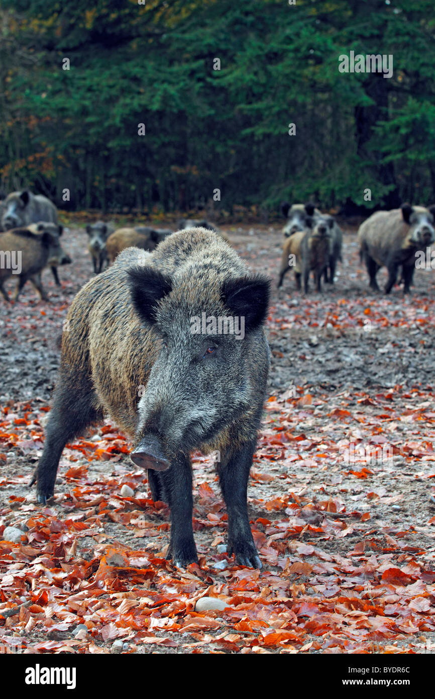 A sounder of wild boars (Sus scrofa), in autumn Stock Photo