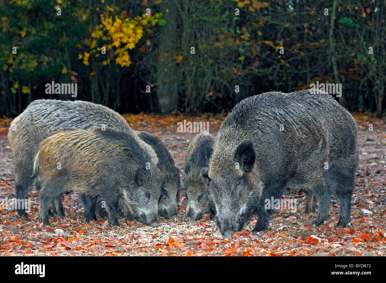 A sounder of wild boars (Sus scrofa), in autumn Stock Photo