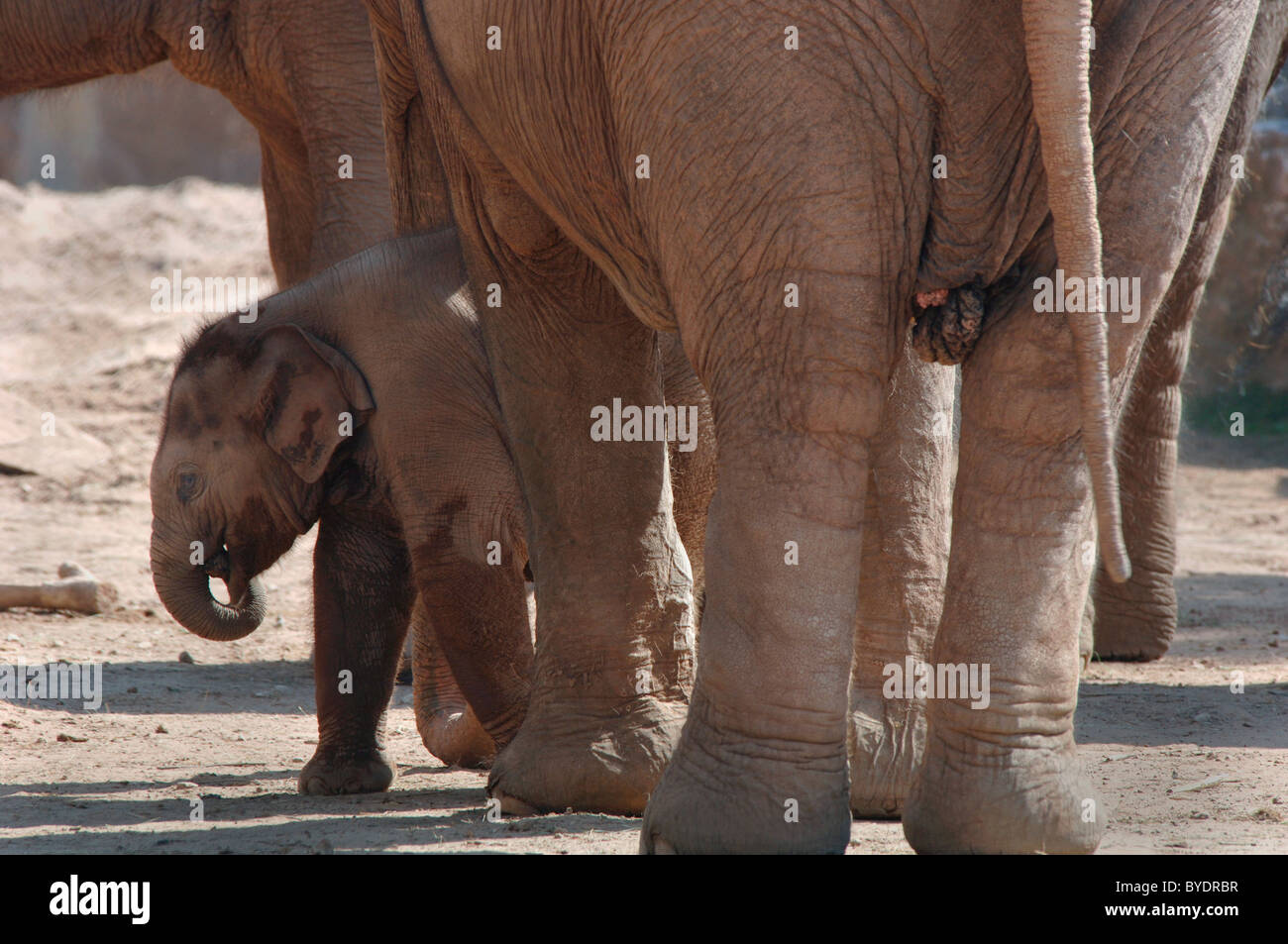 Infant Asian Elephant Walking Thru The Legs Of Adults...(Elephas ...