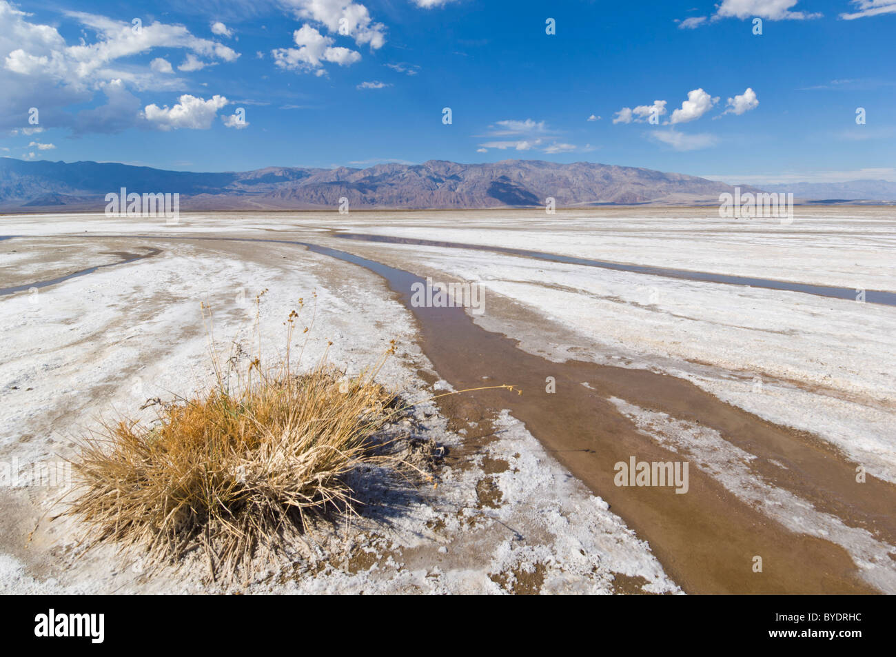 Salt Creek, Cottonball basin, Cottonball marsh, near Furnace creek, Death Valley National Park, California, USA Stock Photo