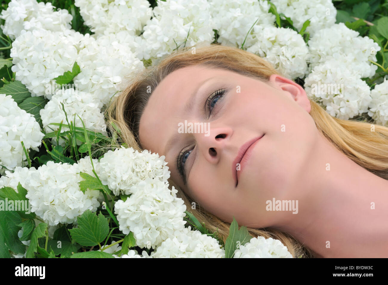 Young woman laying in flowers - snowballs Stock Photo