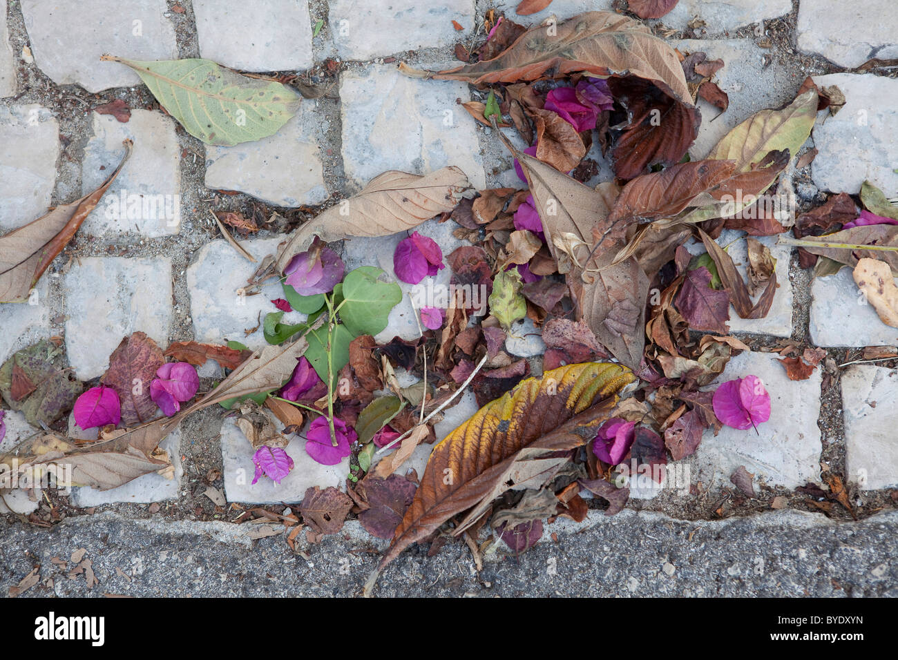 Dried flowers and leaves Stock Photo Alamy