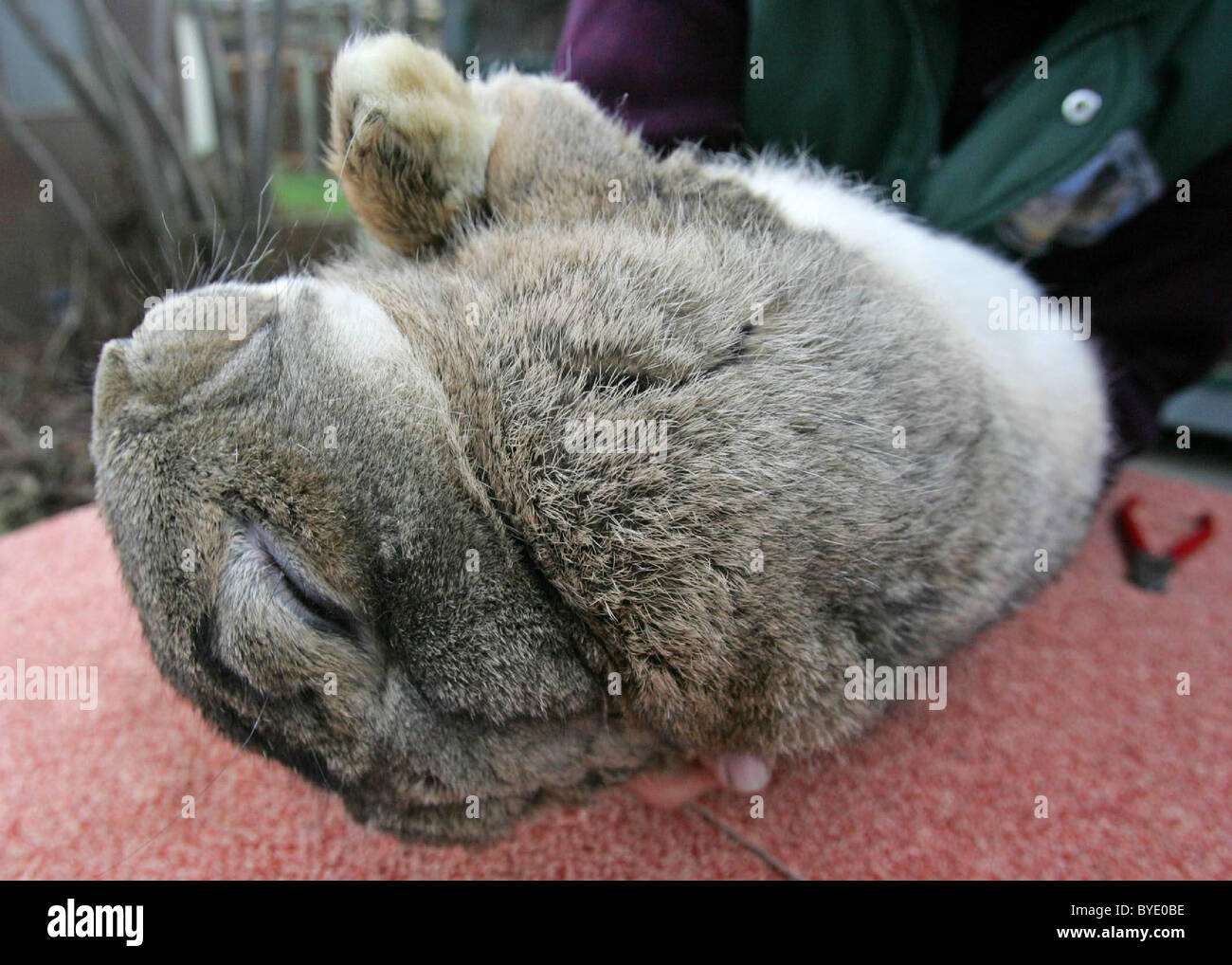 EDIBLE BUNNIES Don't get too attached to the cute bunnies in these