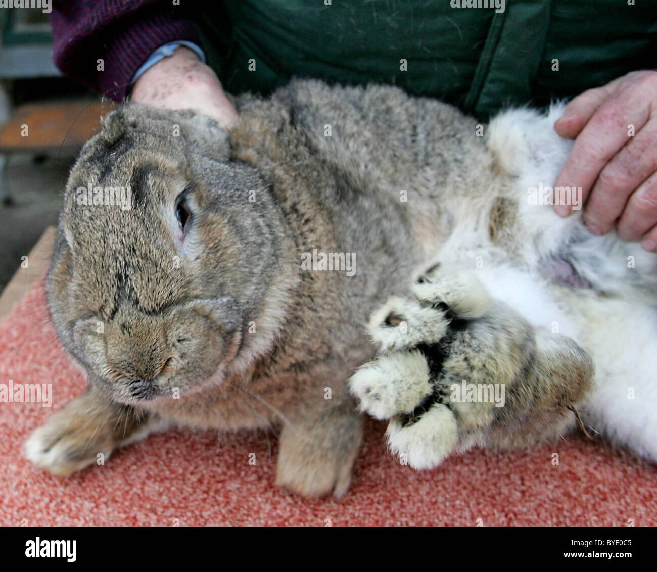 EDIBLE BUNNIES Don't get too attached to the cute bunnies in these