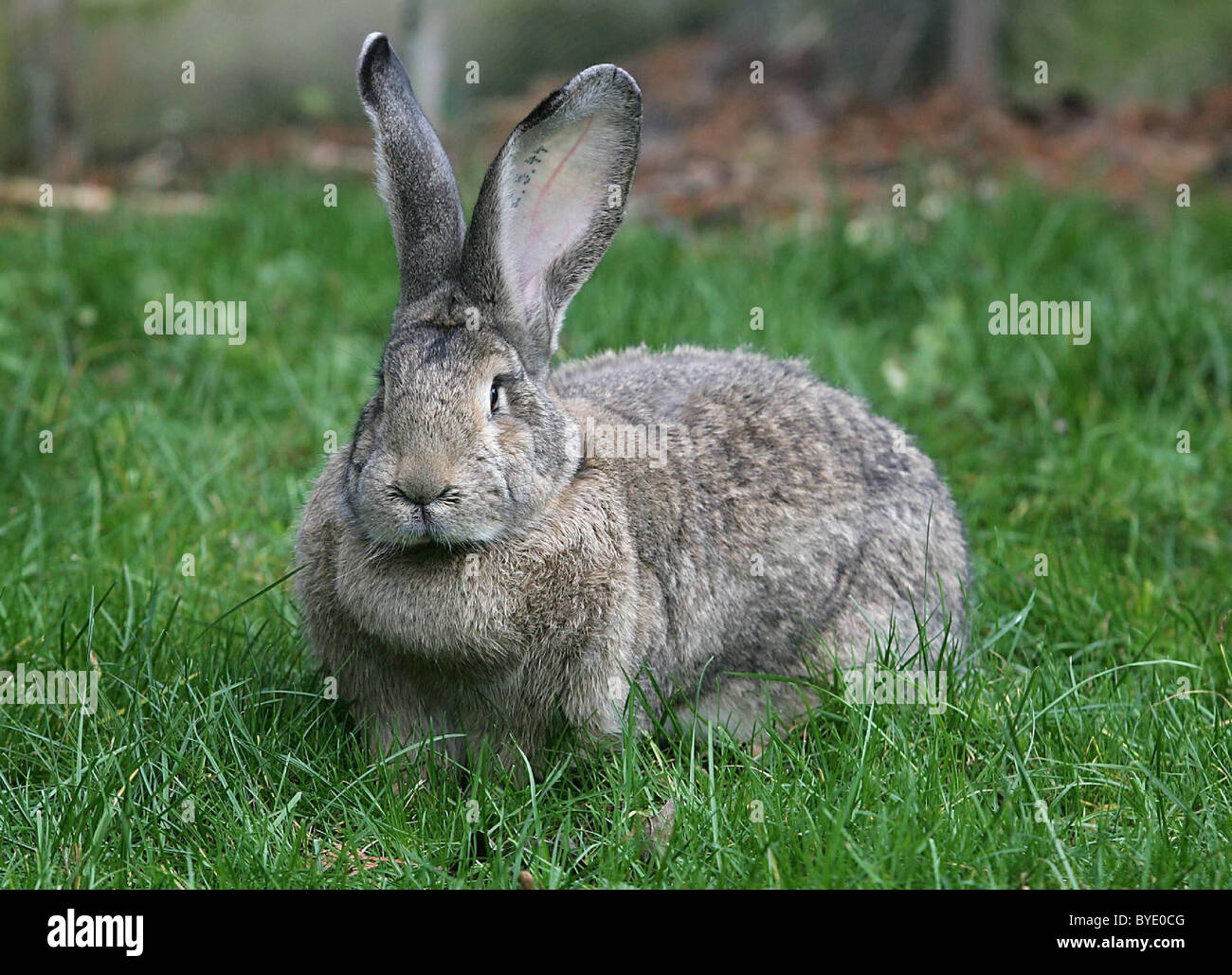EDIBLE BUNNIES Don't get too attached to the cute bunnies in these