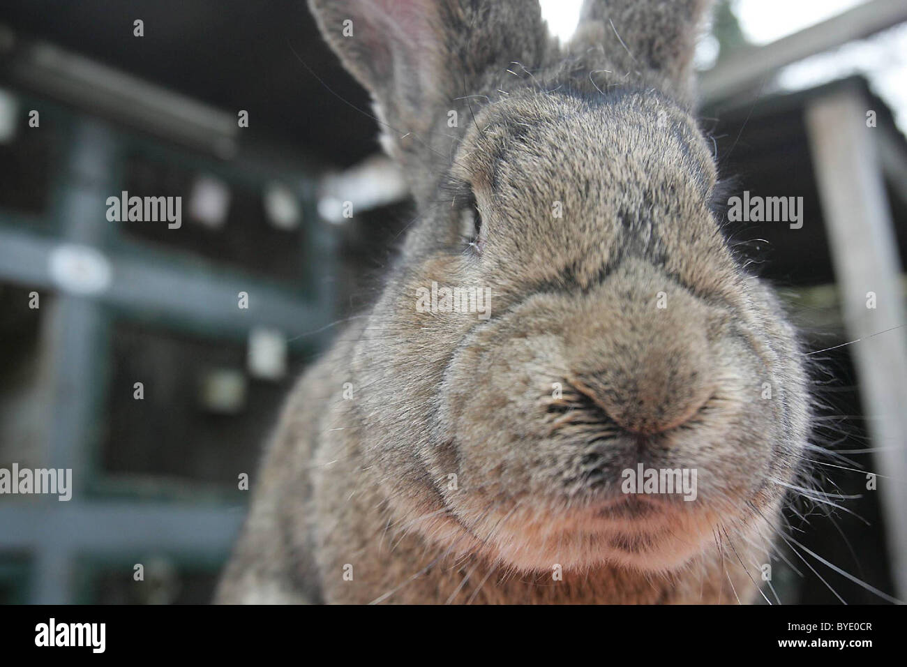 EDIBLE BUNNIES Don't get too attached to the cute bunnies in these