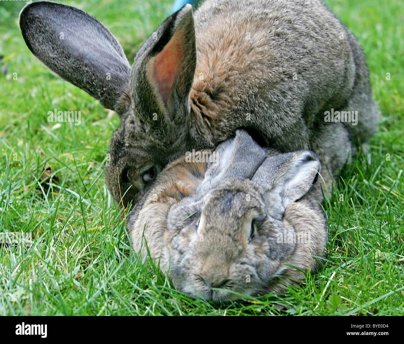 EDIBLE BUNNIES Don't get too attached to the cute bunnies in these