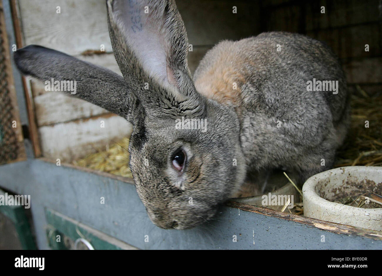 EDIBLE BUNNIES Don't get too attached to the cute bunnies in these