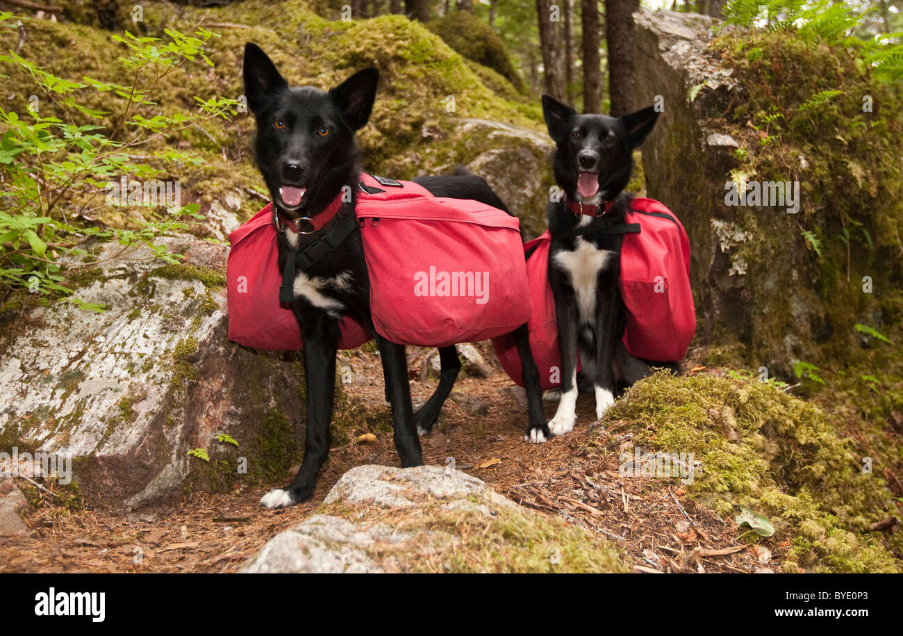 Pack dogs, sled dogs, Alaskan Huskies, carrying dog packs, backpacks, coastal rain forest, Chilkoot Trail, Chilkoot Pass, Alaska Stock Photo